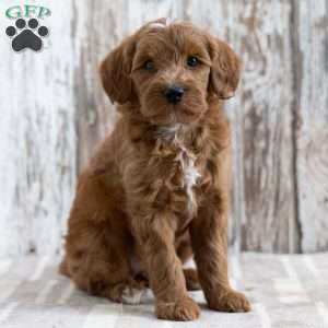 Stefanie, Mini Goldendoodle Puppy